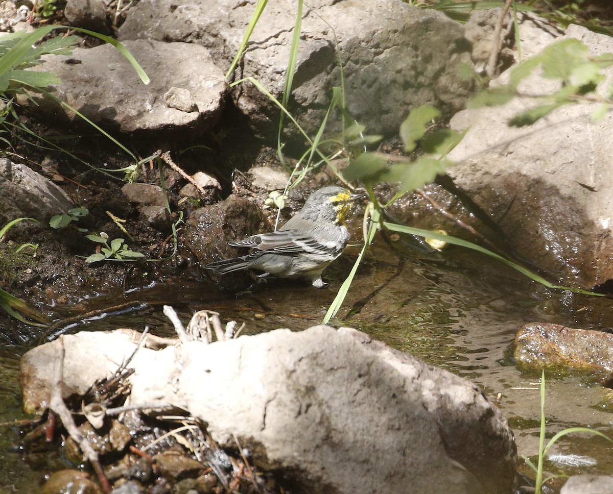 Grace's Warbler - ML640940418
