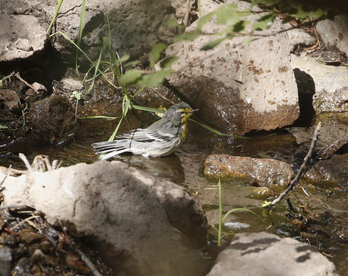 Grace's Warbler - ML640940419