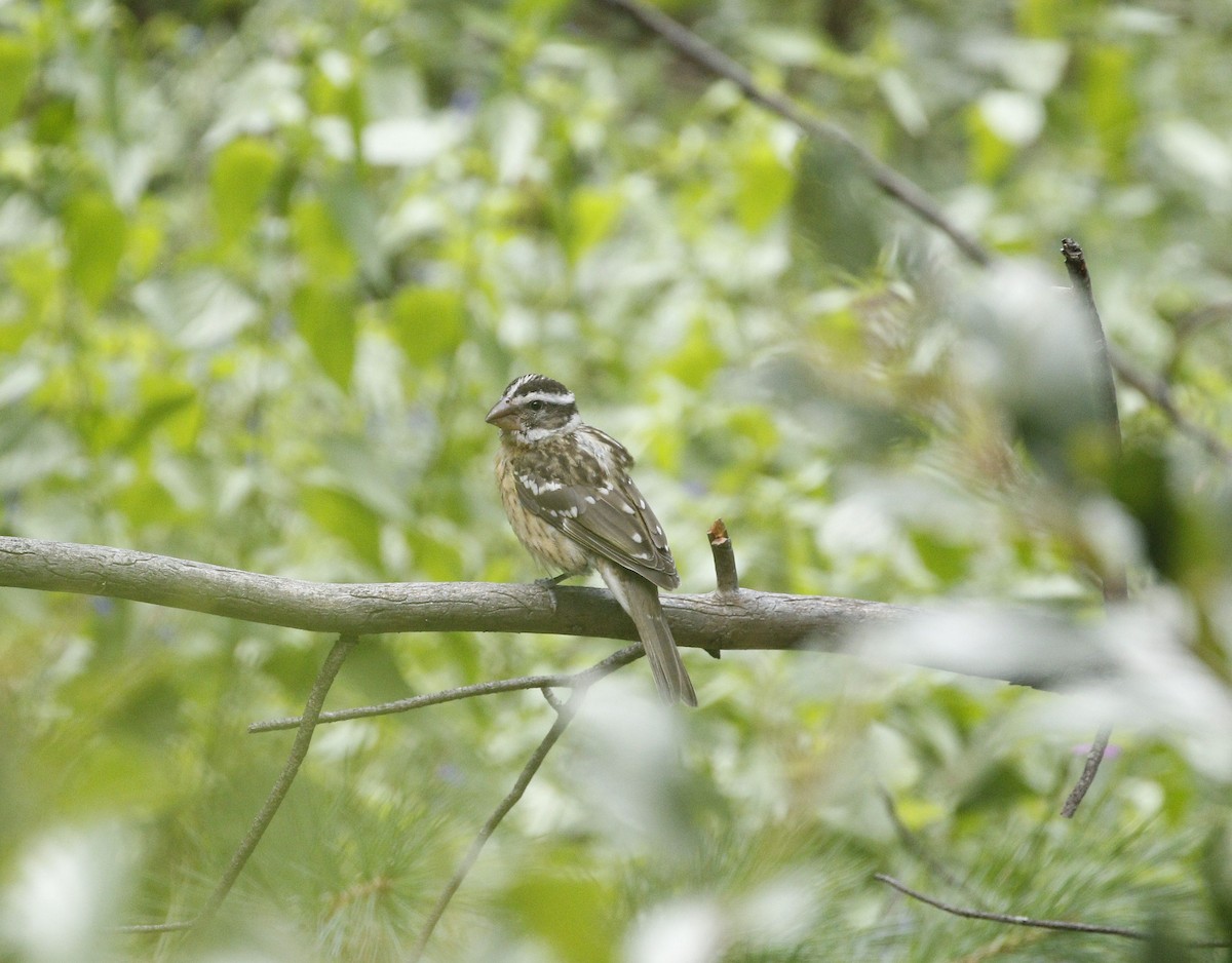 Black-headed Grosbeak - ML640940445