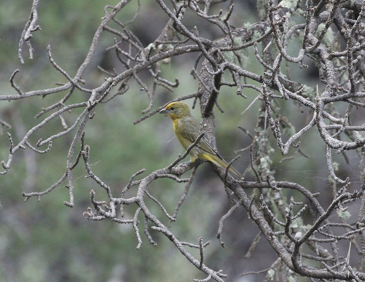 Hepatic Tanager - ML640940452