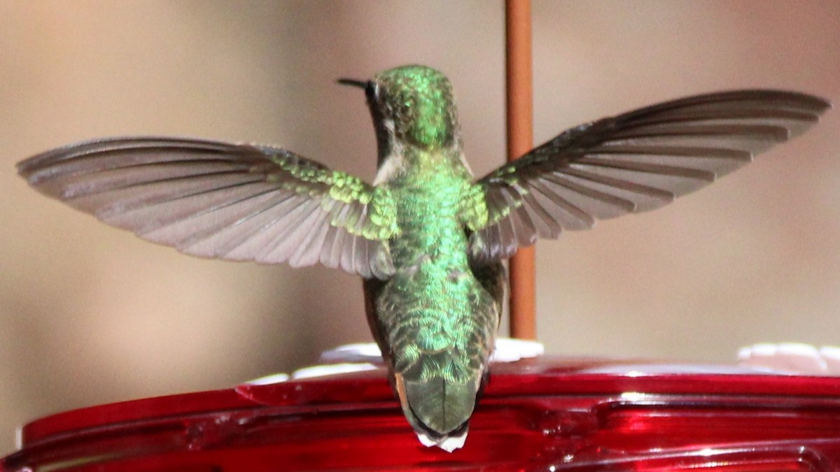 Geniş Kuyruklu Kolibri - ML640940459