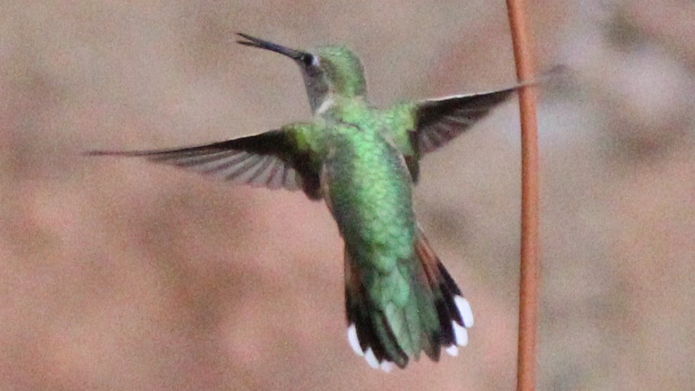 Geniş Kuyruklu Kolibri - ML640940461