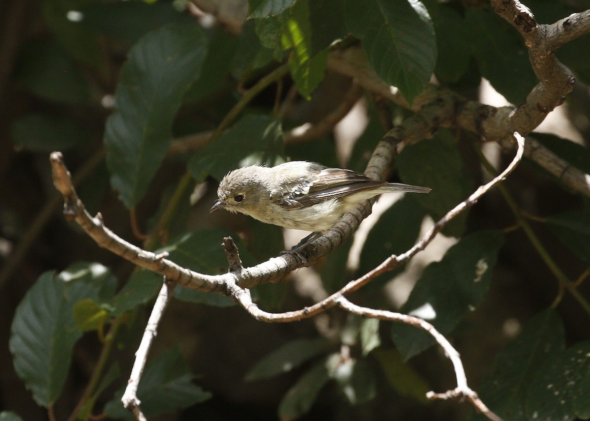 Hutton's Vireo - ML640940462