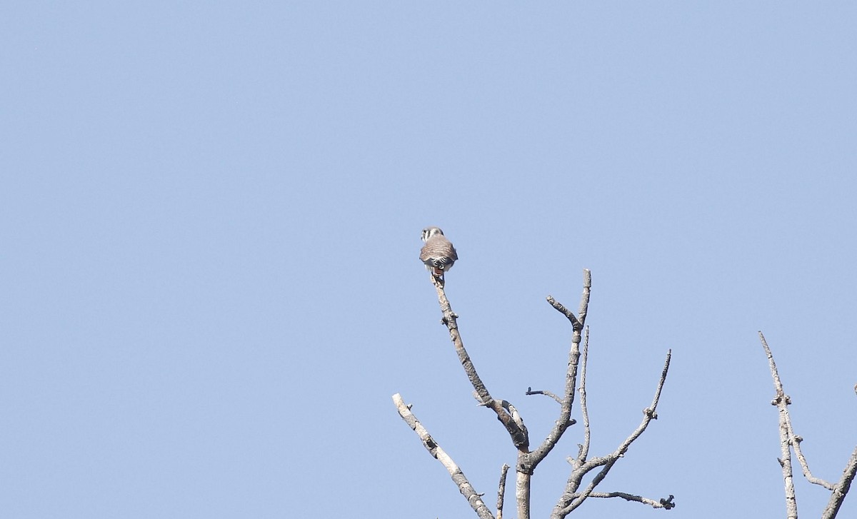 American Kestrel - ML640940464