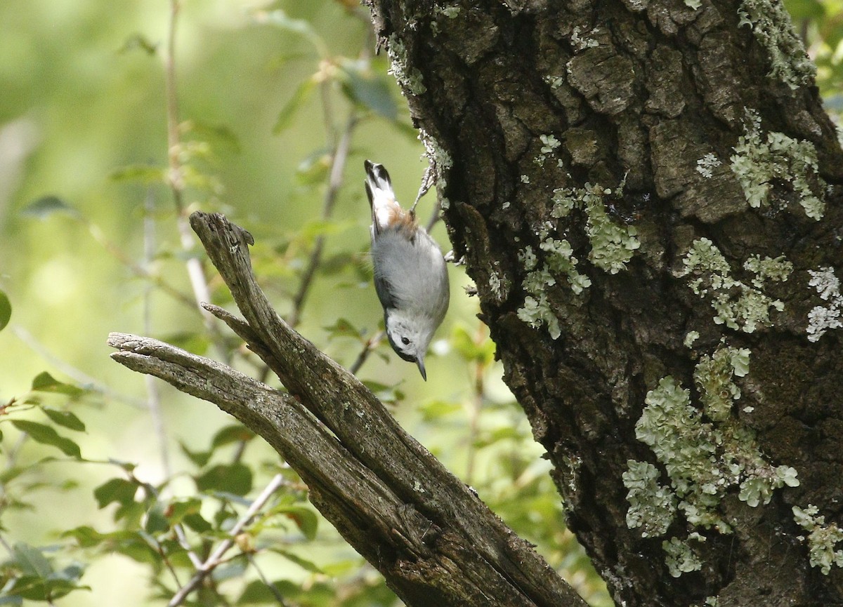 White-breasted Nuthatch - ML640940484