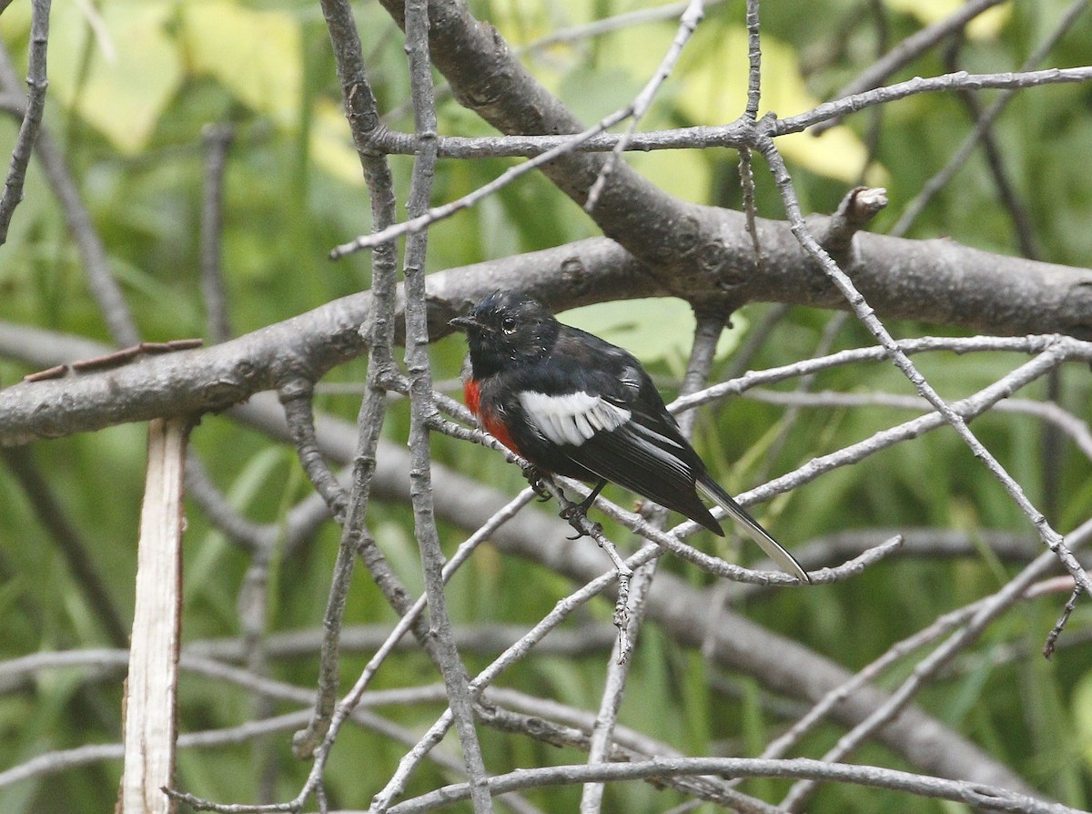 Painted Redstart - ML640940491