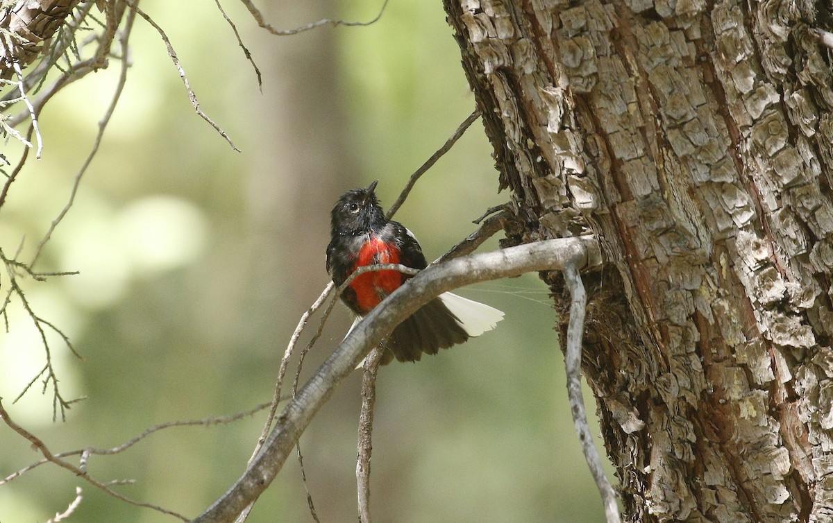 Painted Redstart - ML640940492