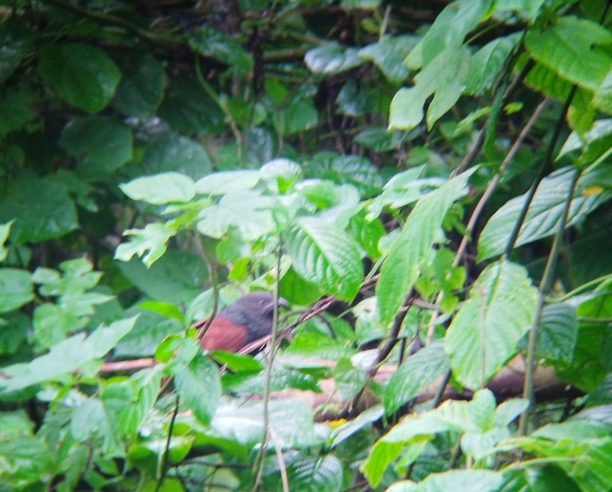 Philippine Coucal - ML640940496