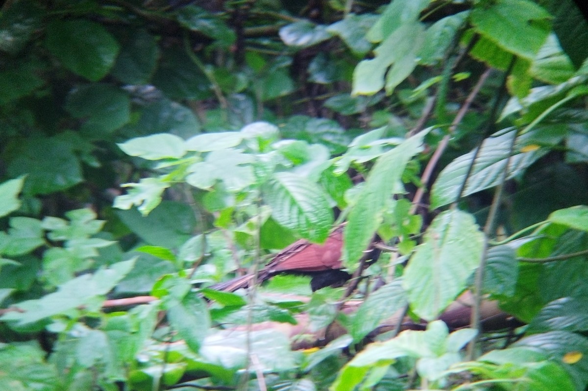 Philippine Coucal - ML640940497