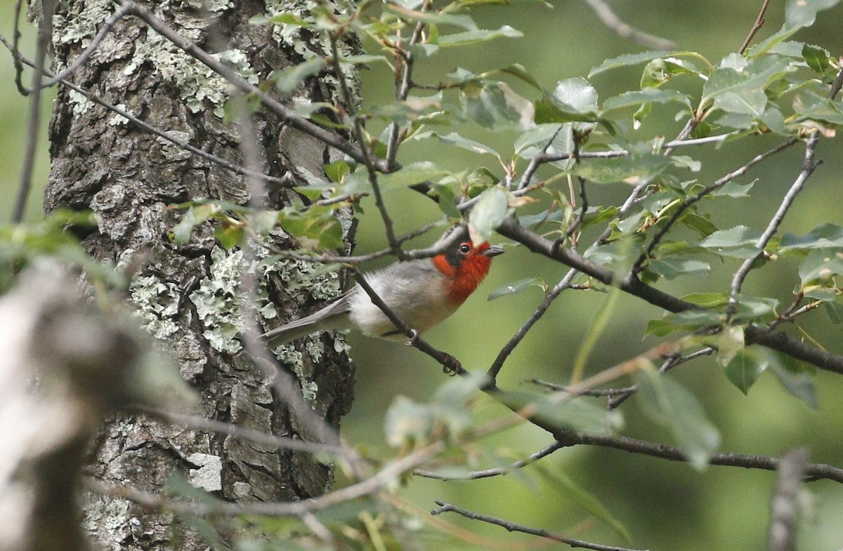 Red-faced Warbler - ML640940499