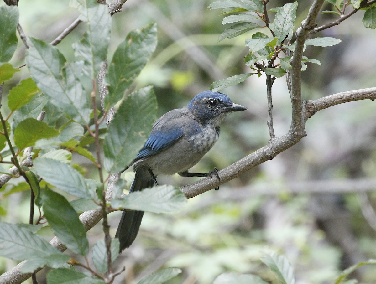 Woodhouse's Scrub-Jay - ML640940520