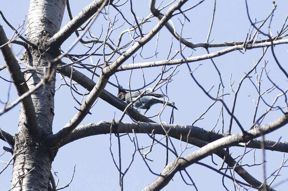 Steller's Jay - ML640940526