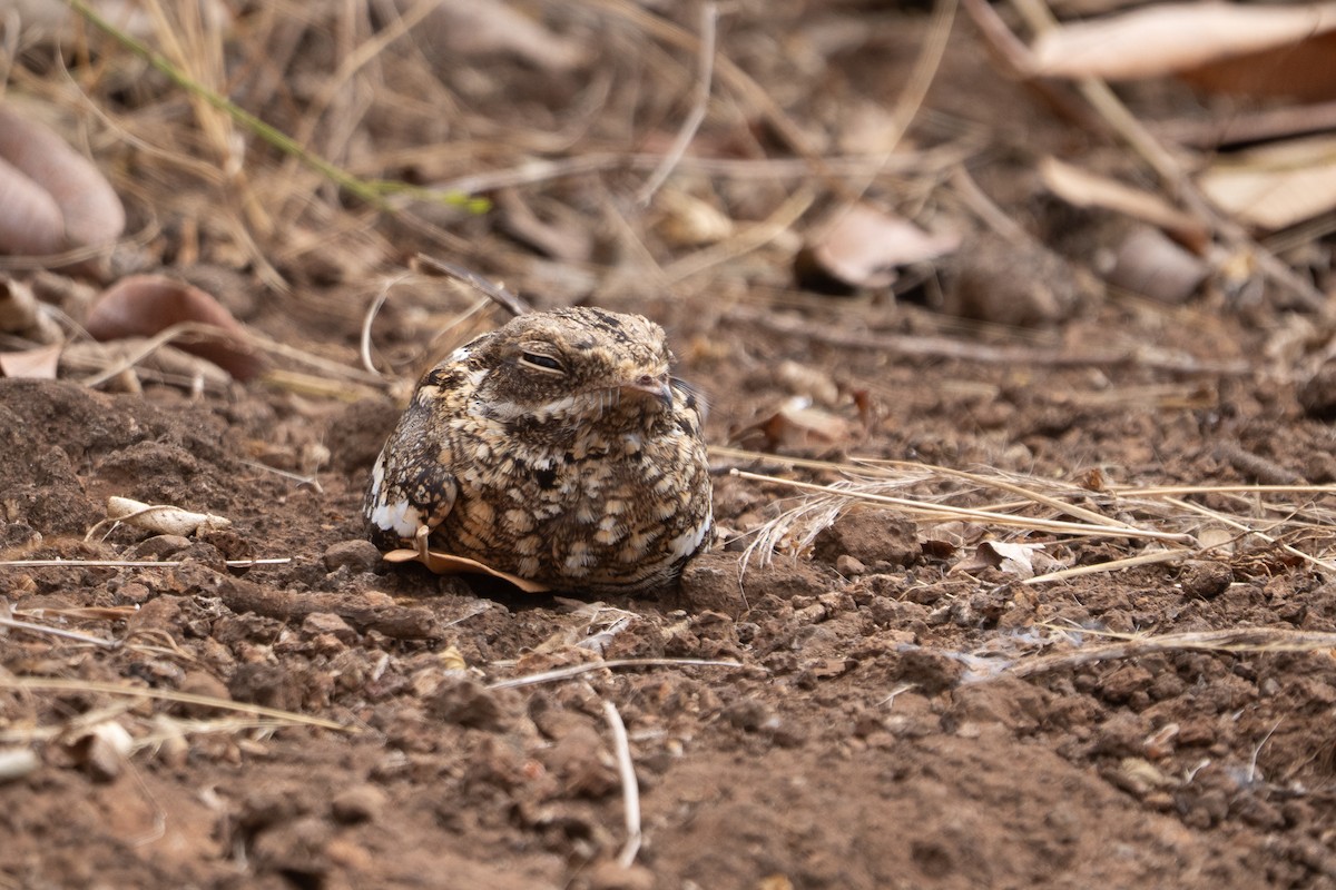 Slender-tailed Nightjar - ML640940532