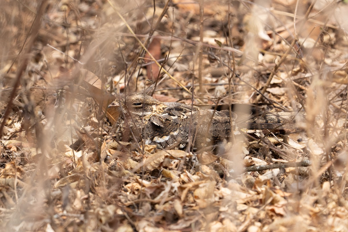 Slender-tailed Nightjar - ML640940533