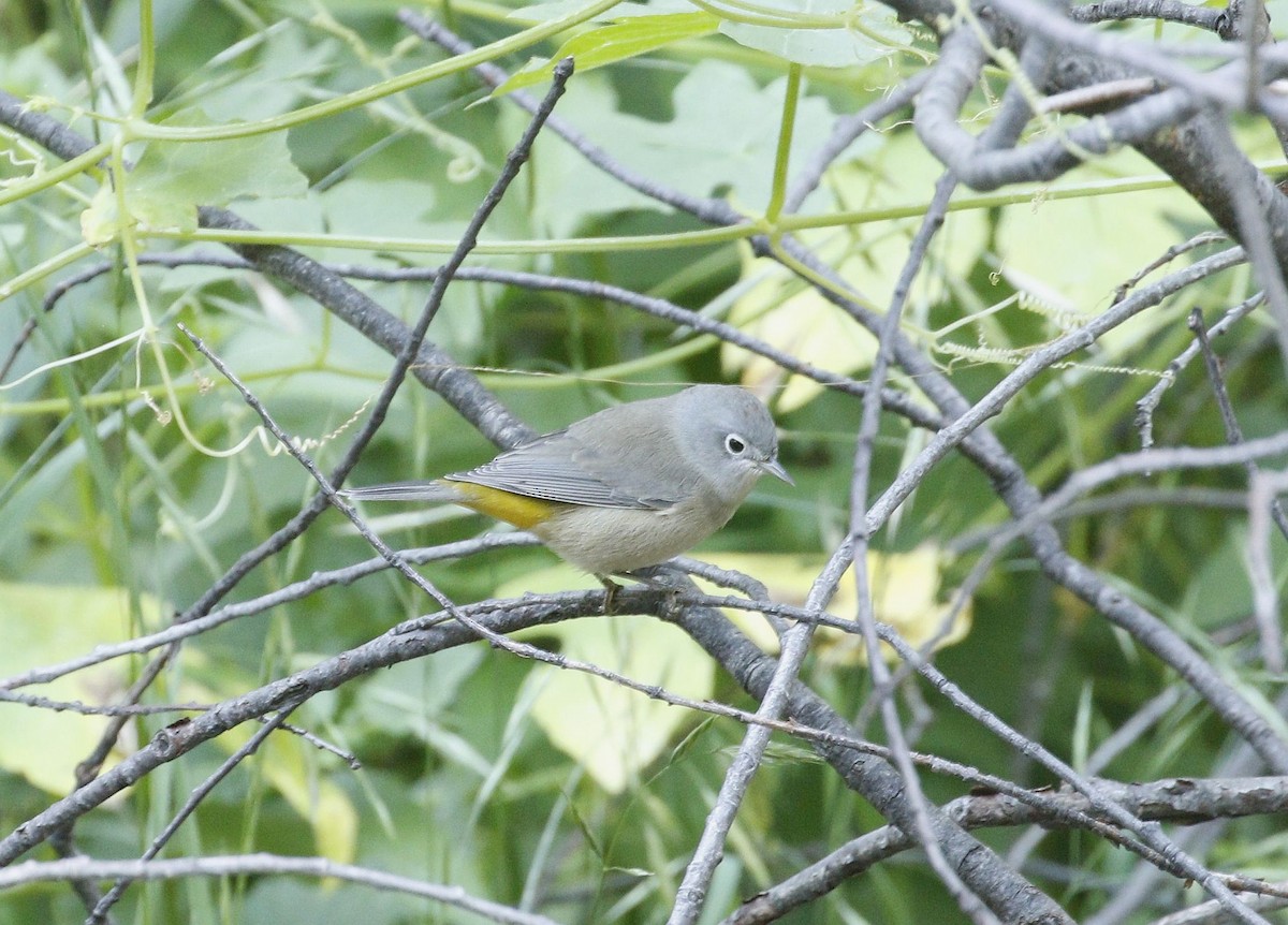 Virginia's Warbler - ML640940534