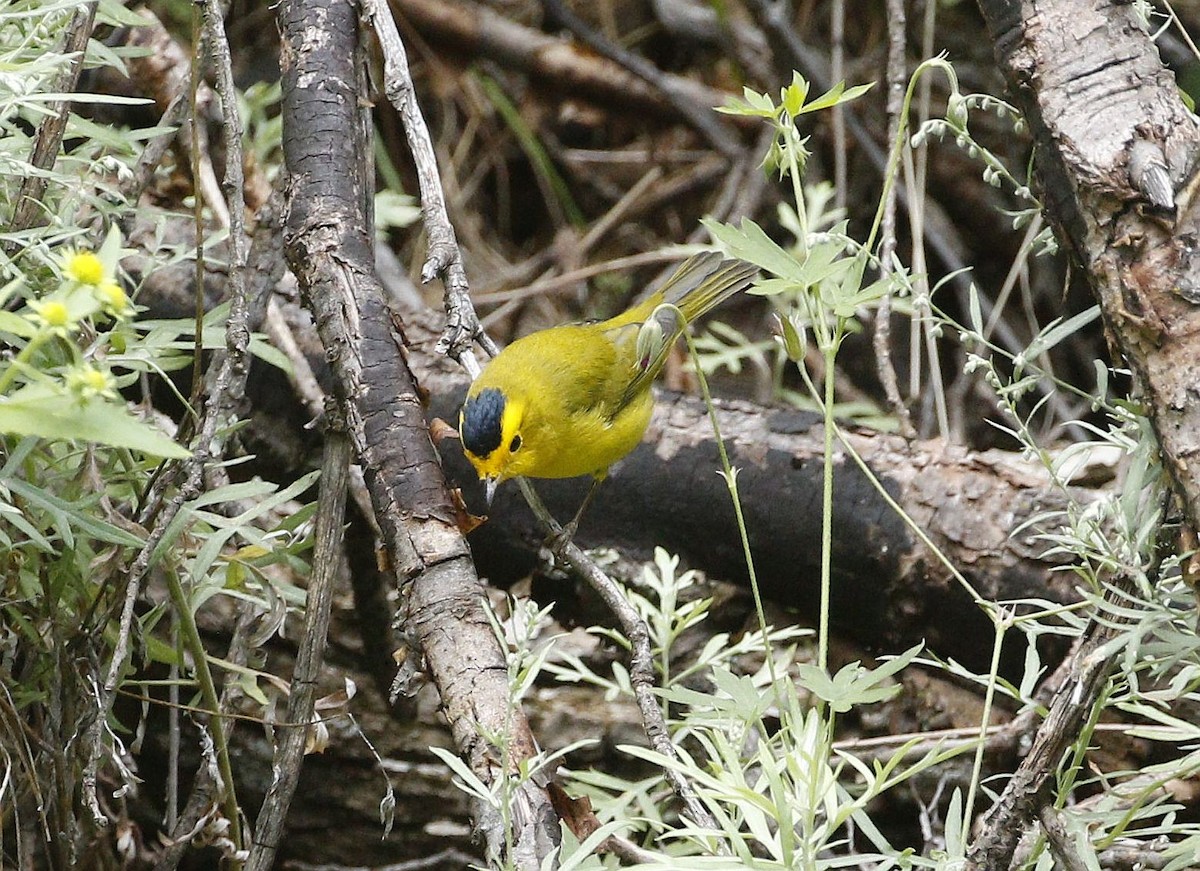 Wilson's Warbler - ML640940541