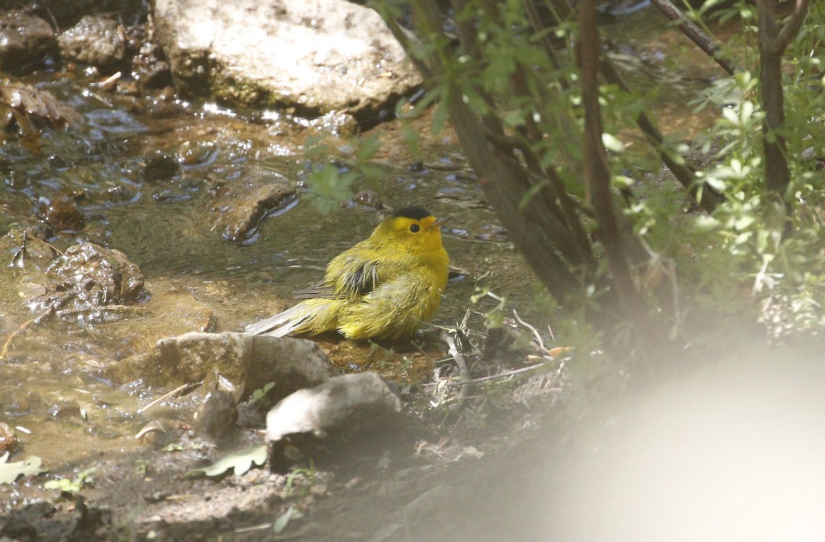 Wilson's Warbler - ML640940542