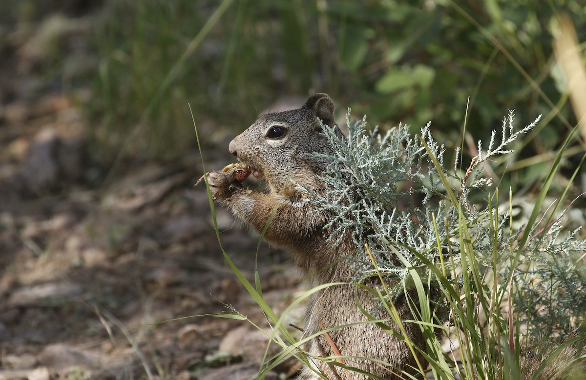 Animals - ML640940560