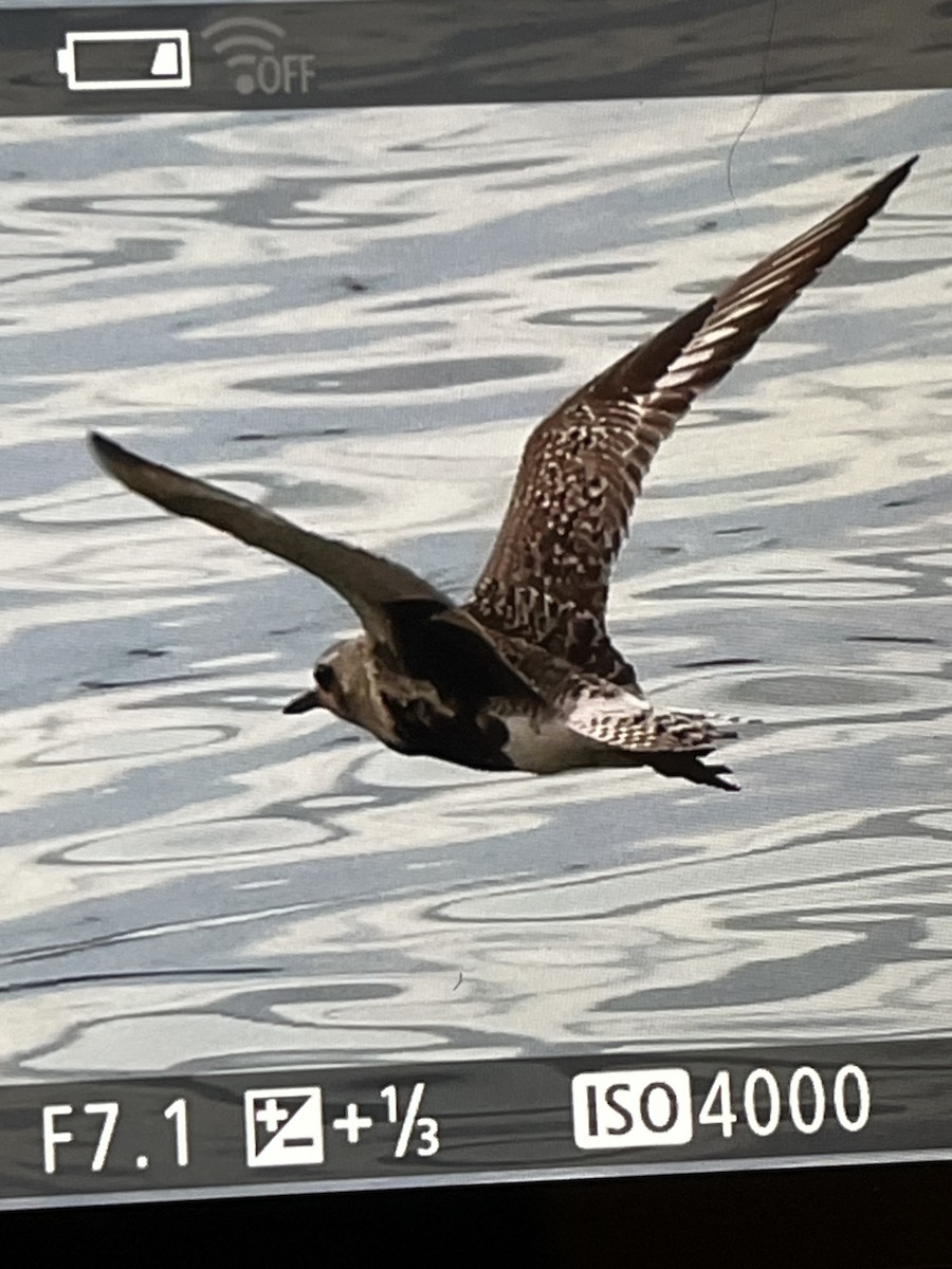 Black-bellied Plover - ML640940562