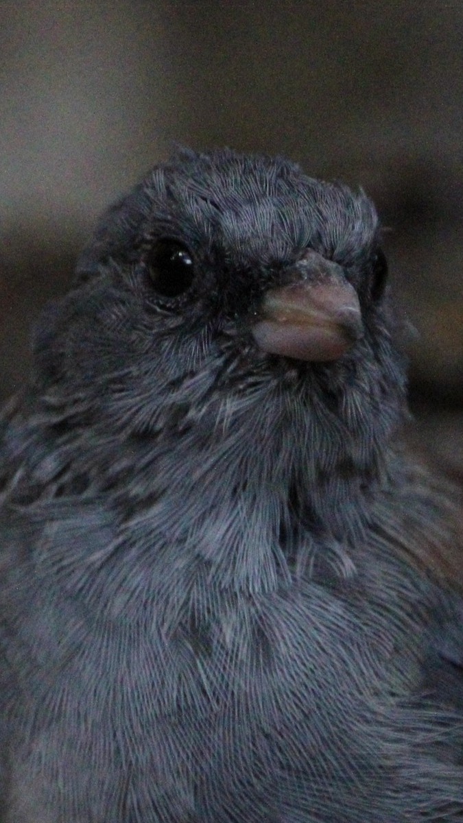 Kara Gözlü Junko - ML640940570