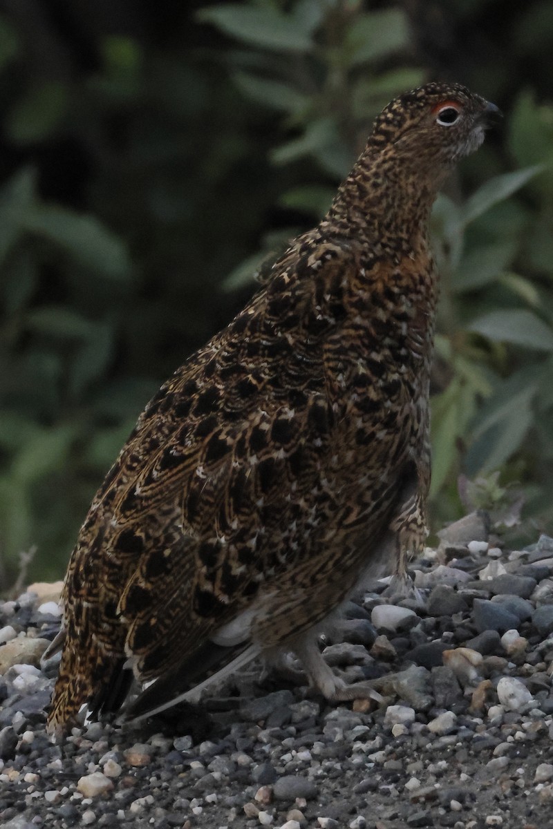 Willow Ptarmigan - ML640940617