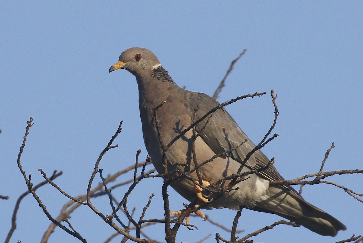 Band-tailed Pigeon - ML640940645