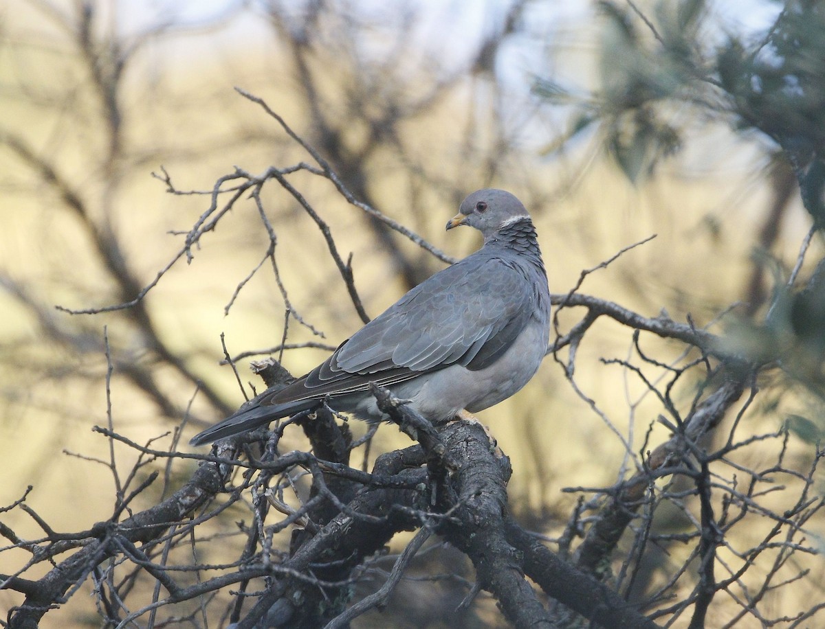 Band-tailed Pigeon - ML640940646