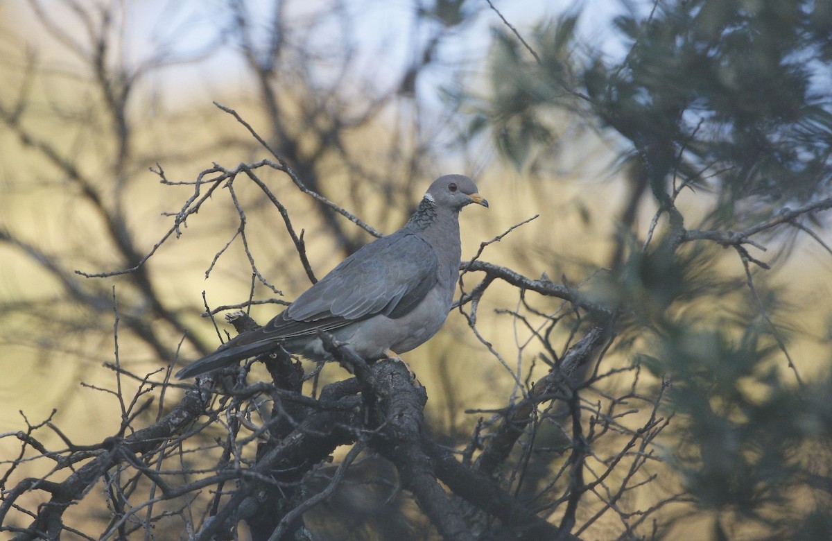Band-tailed Pigeon - ML640940647
