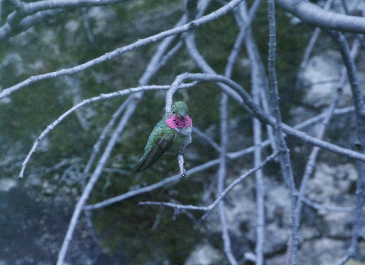 Broad-tailed Hummingbird - ML640940673