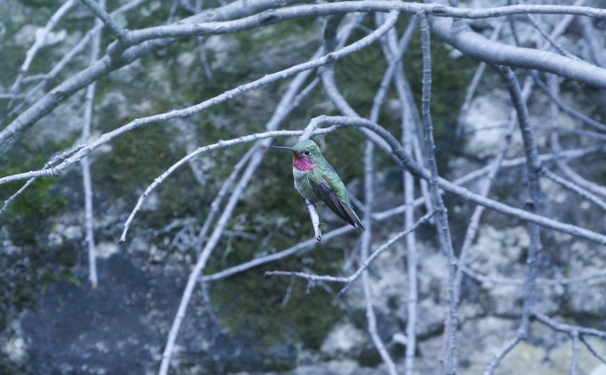 Broad-tailed Hummingbird - ML640940674
