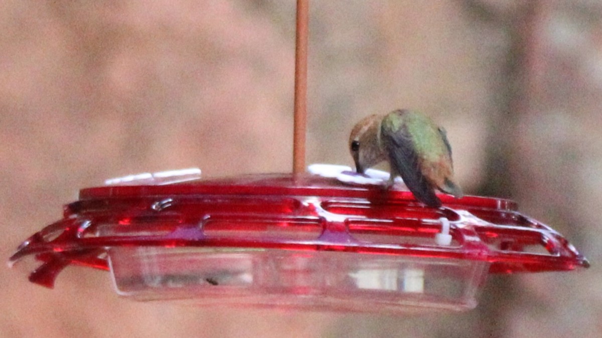 Kızıl Sırtlı Kolibri - ML640940710