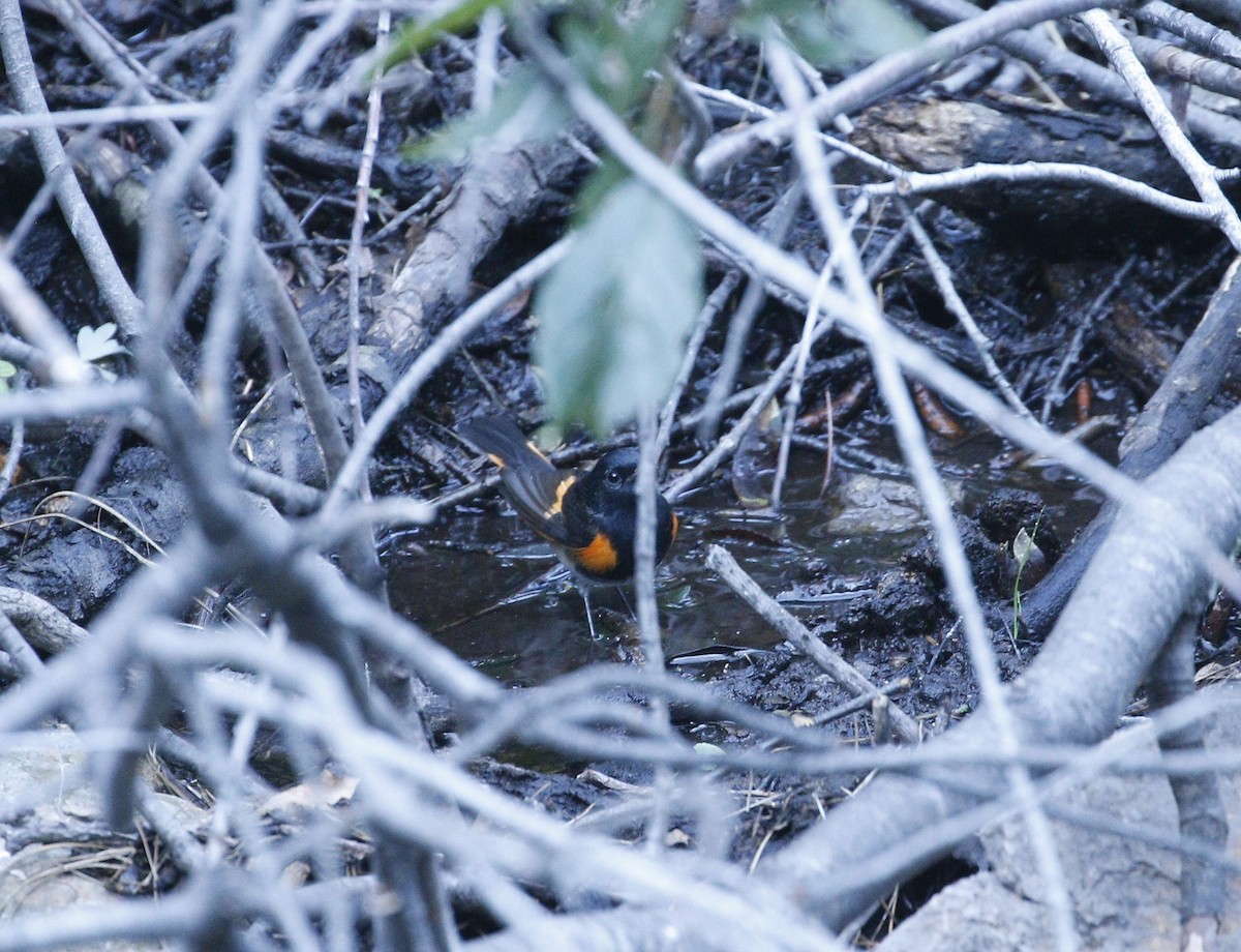American Redstart - ML640940725
