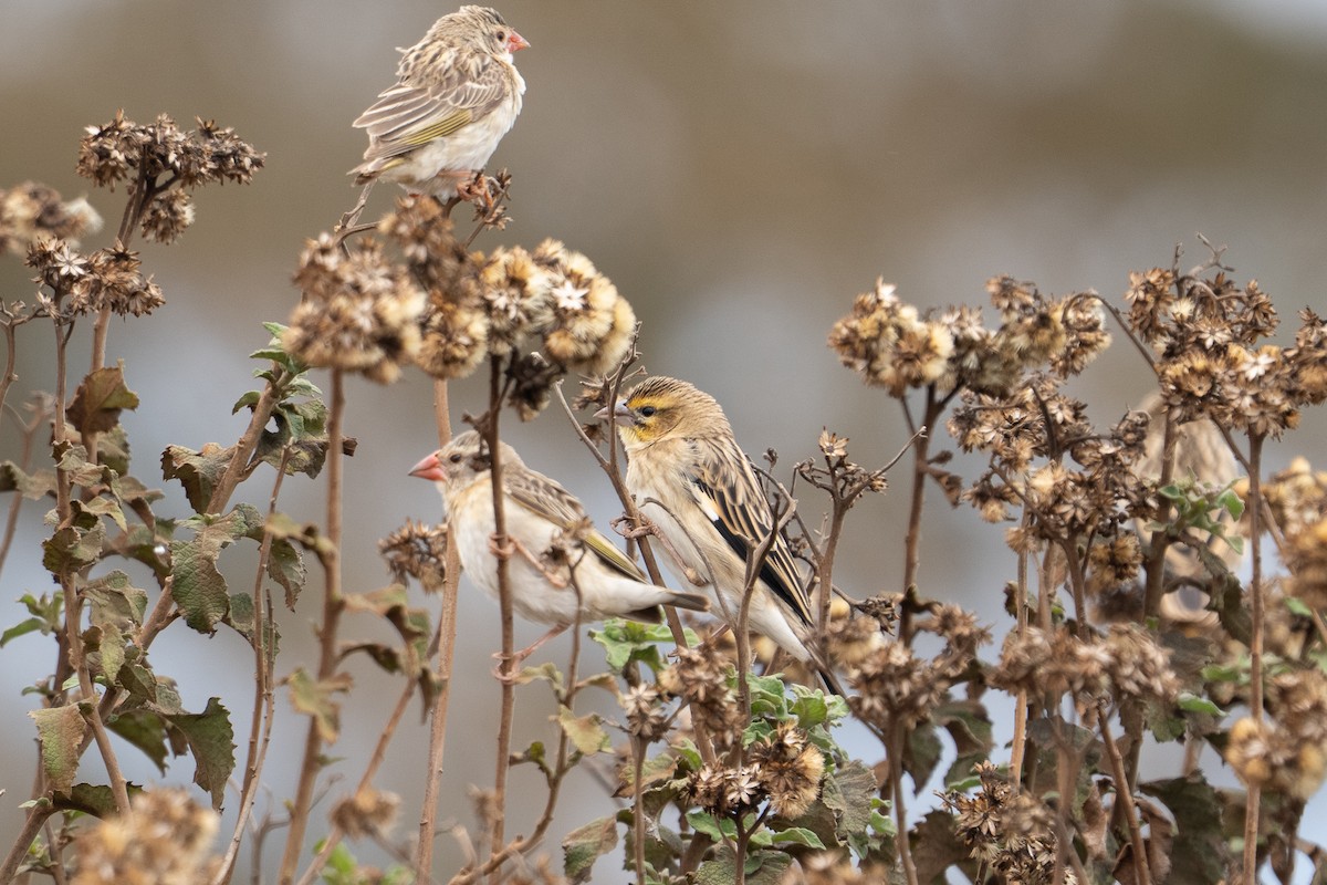 ハジロホウオウ - ML640940744