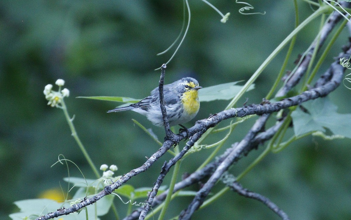 Grace's Warbler - ML640940760