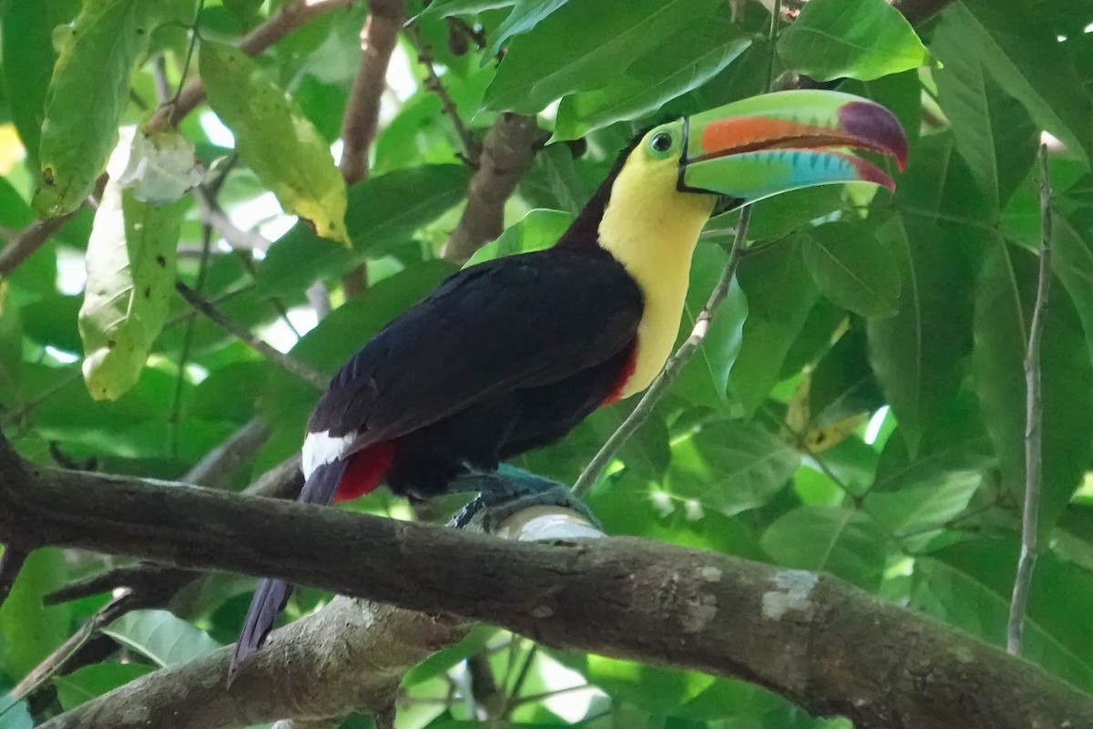 Keel-billed Toucan - ML640940775