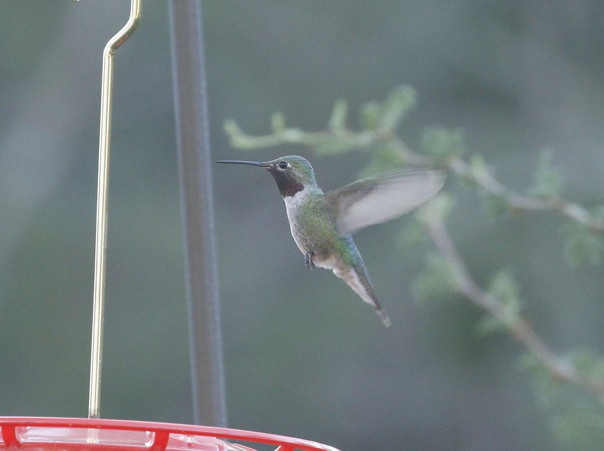 Broad-tailed Hummingbird - ML640940822