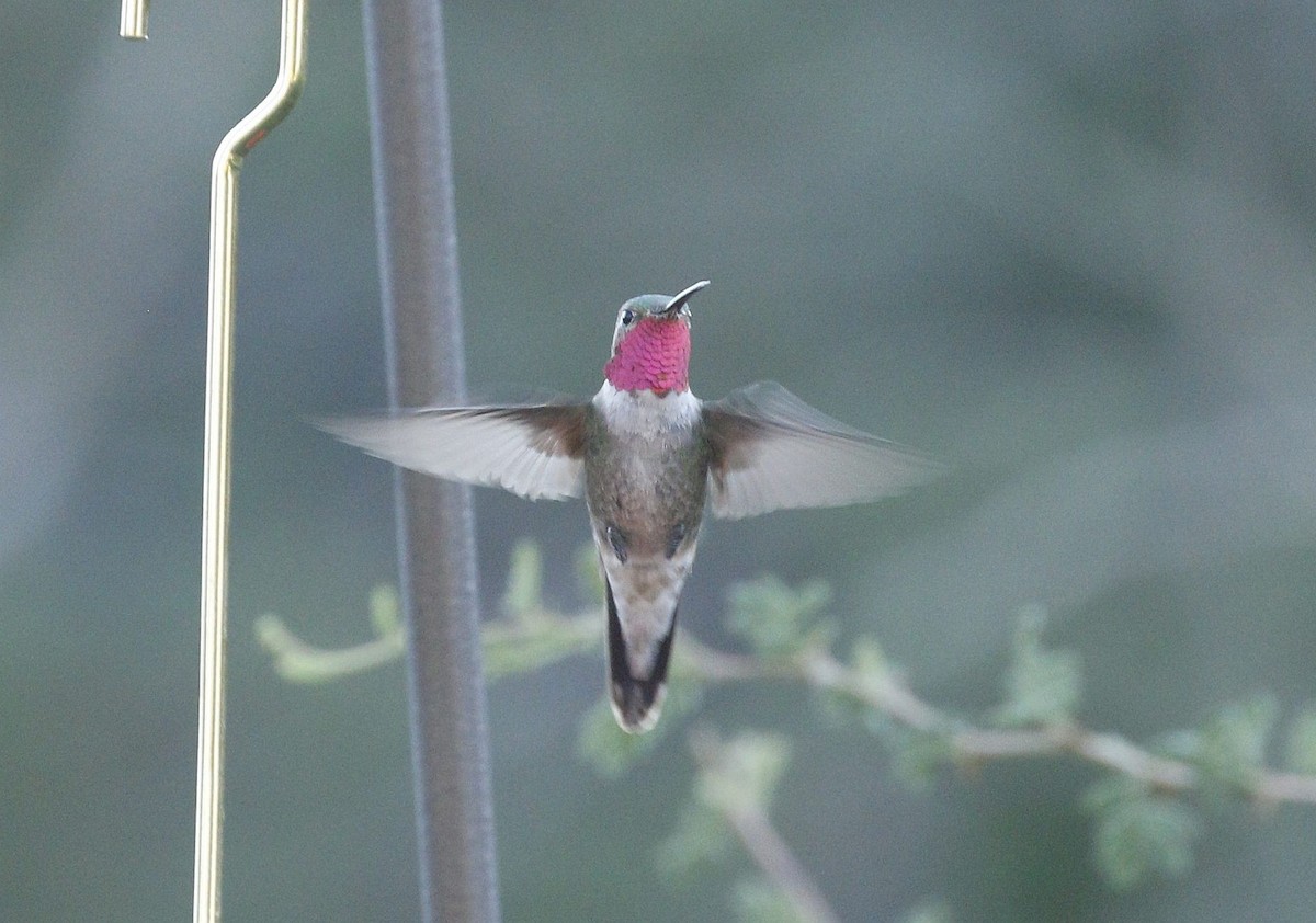 Broad-tailed Hummingbird - ML640940823