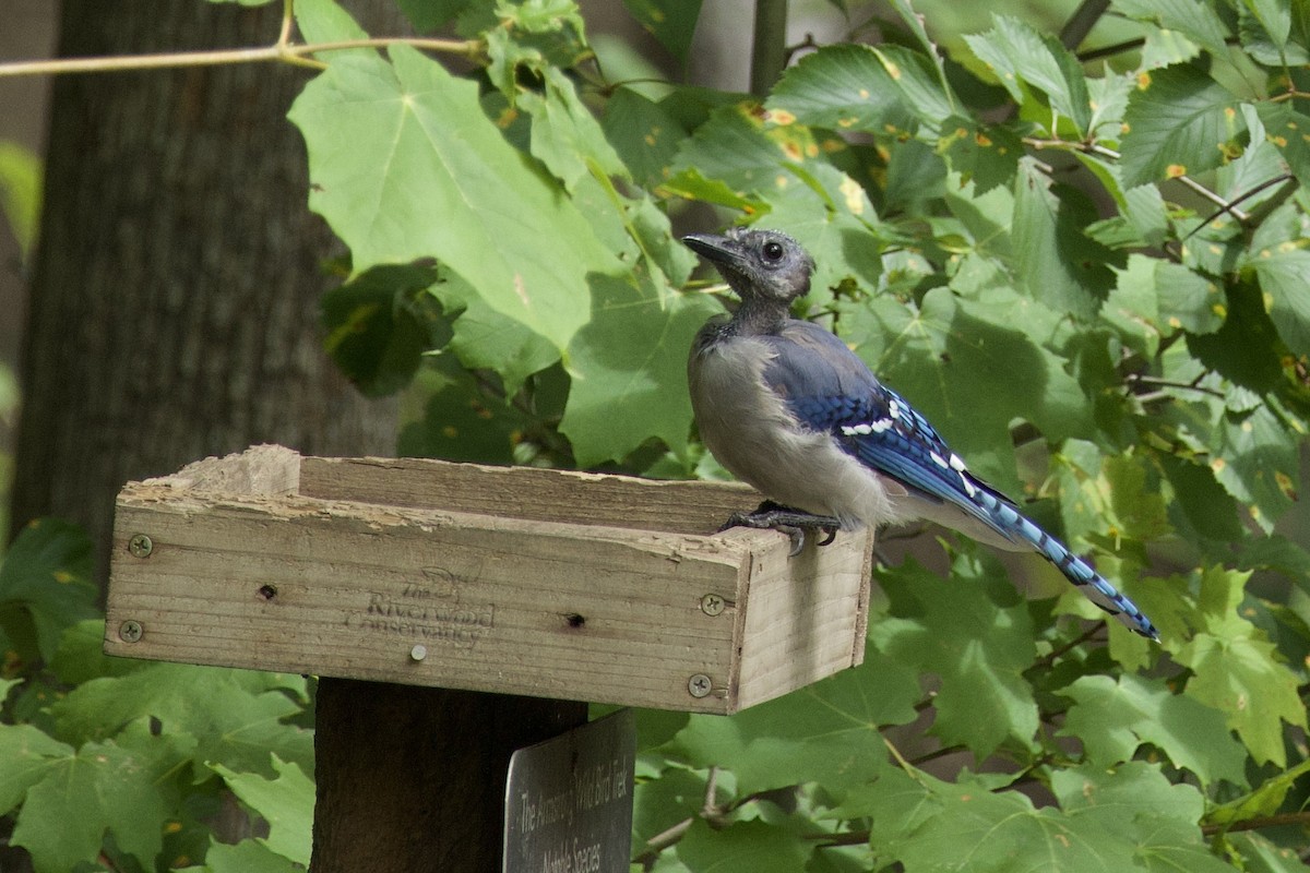Blue Jay - ML640940839