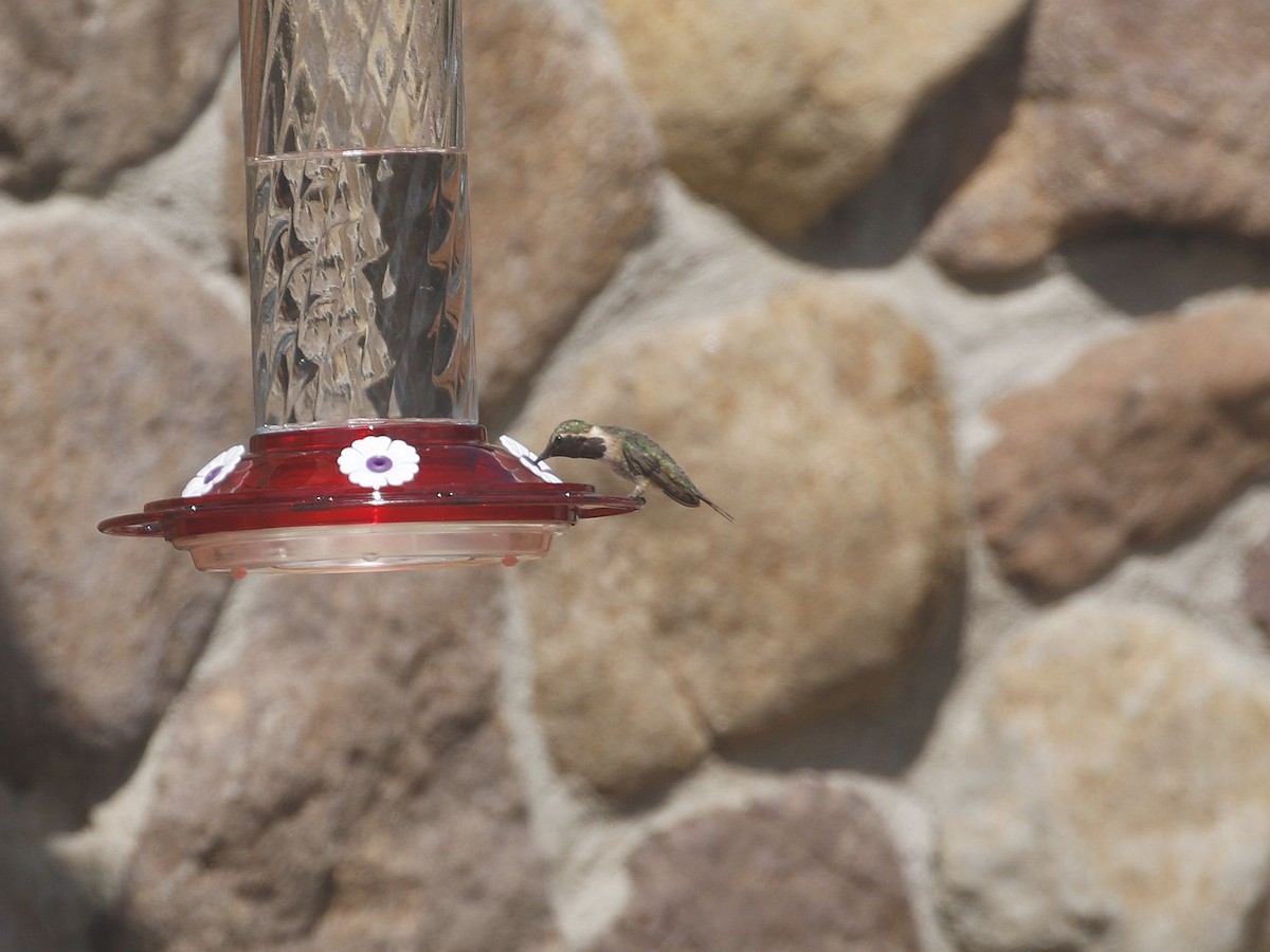 Lucifer Hummingbird - ML640940893