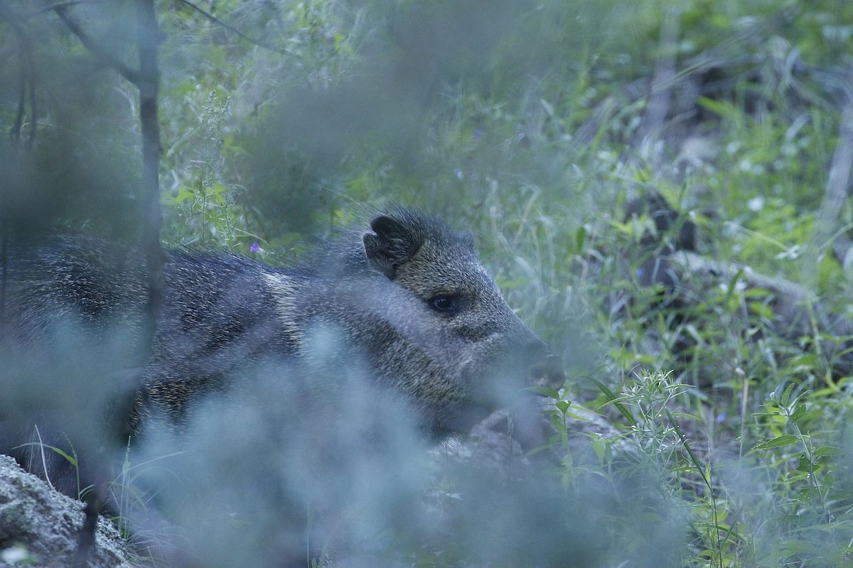 Animals - ML640940904