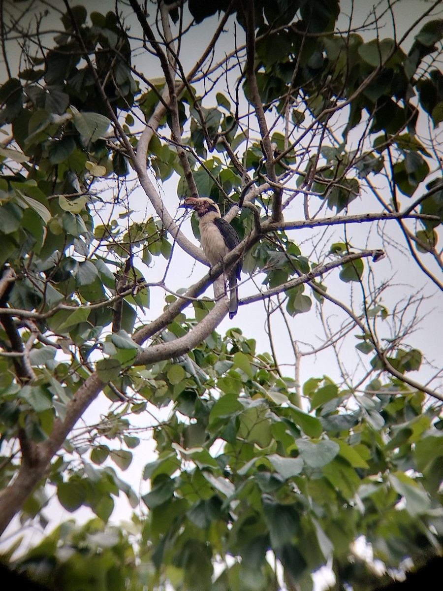 Luzon Hornbill - ML640940950