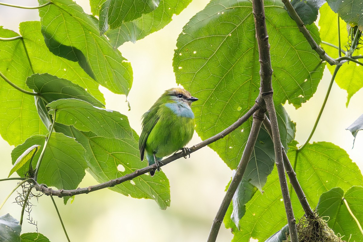 Grauer's Broadbill - ML640940977