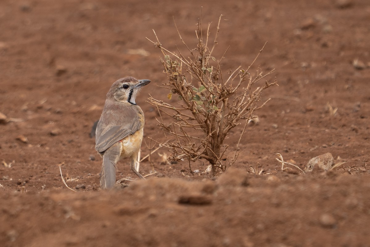Rosy-patched Bushshrike - ML640941005
