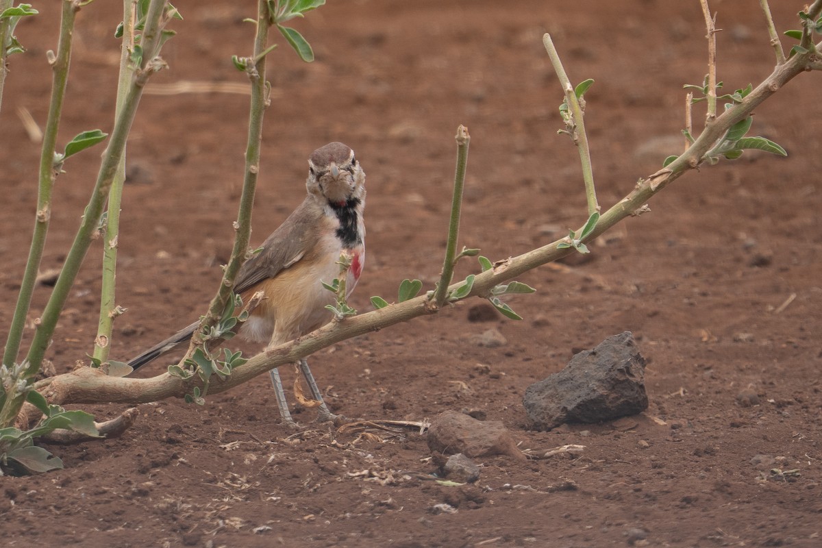 Rosy-patched Bushshrike - ML640941006