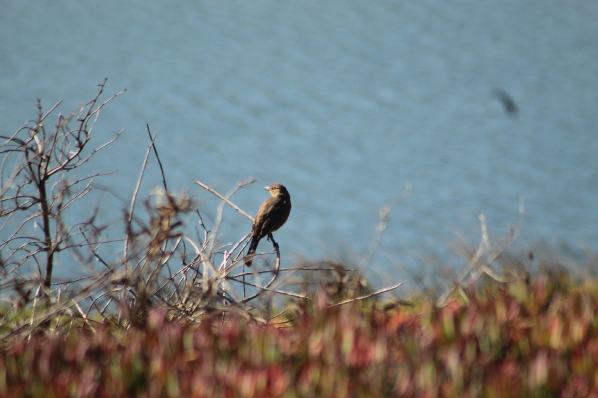 Great Shrike-Tyrant - ML640941030