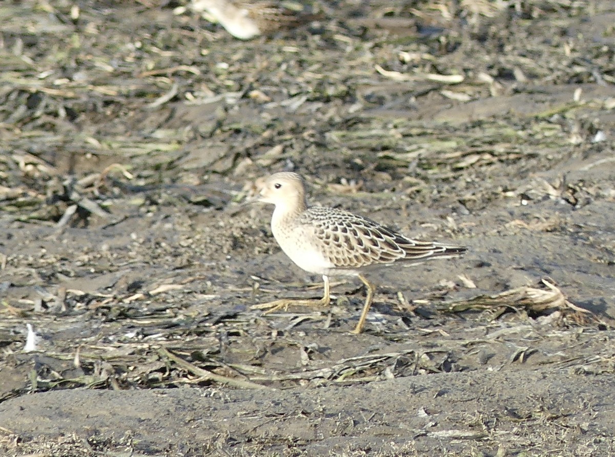 Buff-breasted Sandpiper - ML640941051