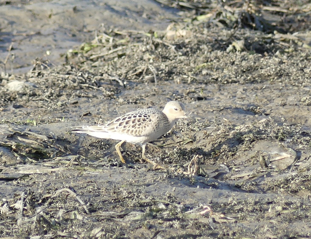 Buff-breasted Sandpiper - ML640941052