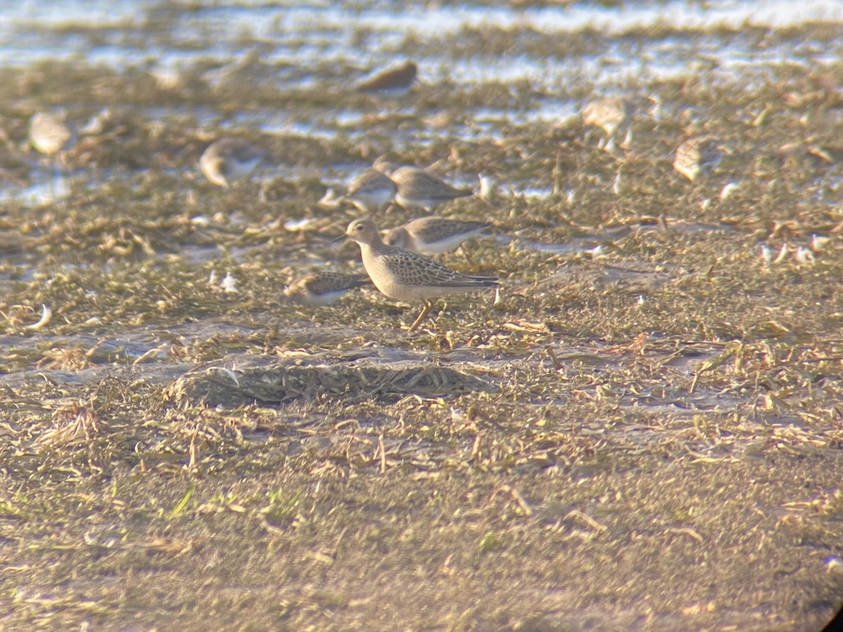 Buff-breasted Sandpiper - ML640941054