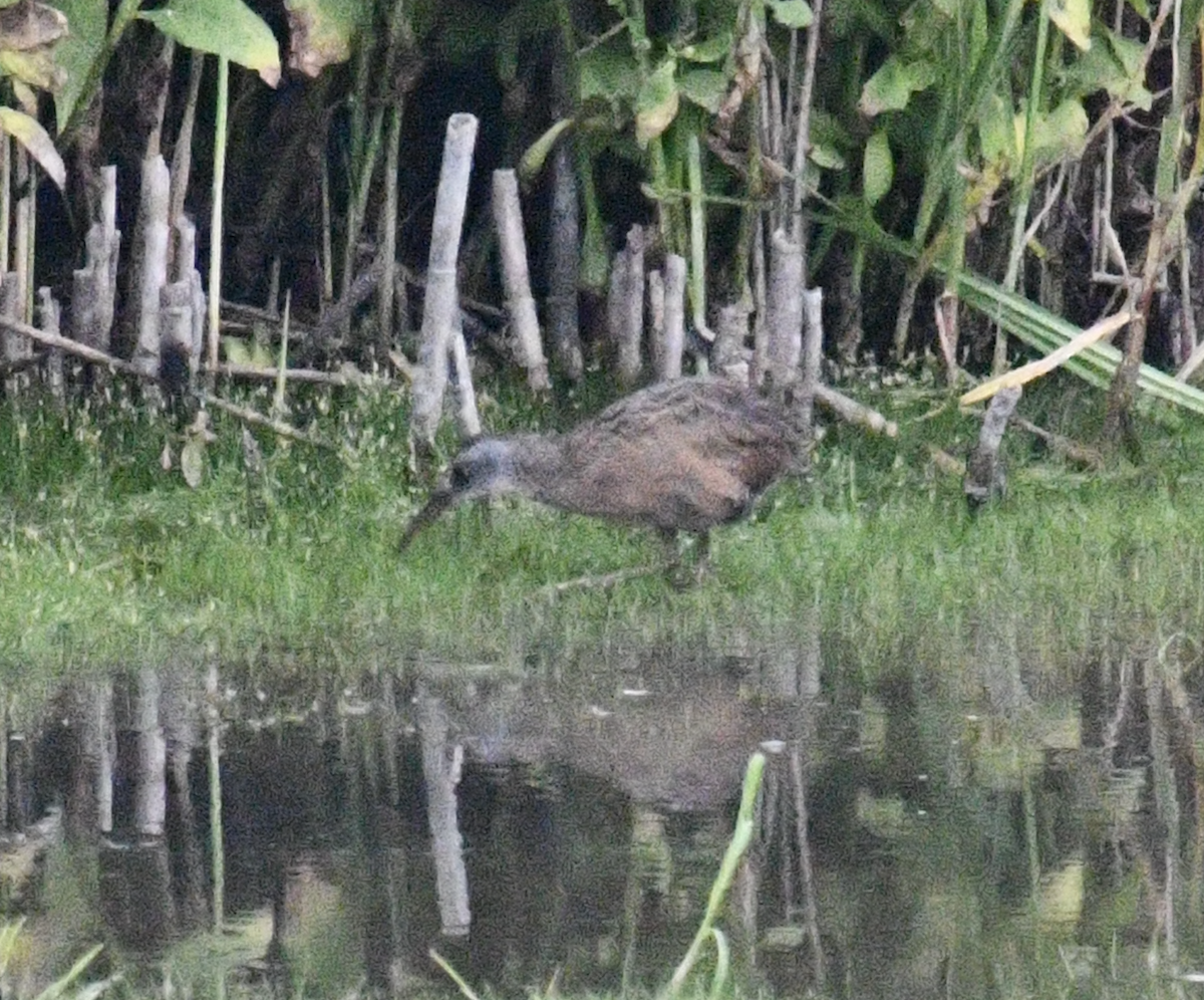 Virginia Rail - ML640941059