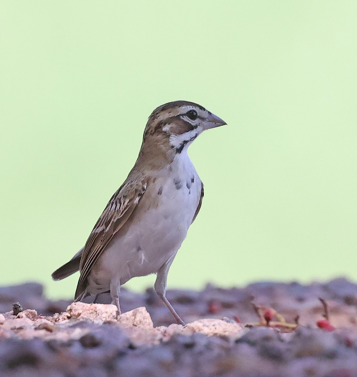 Lark Sparrow - ML640941087